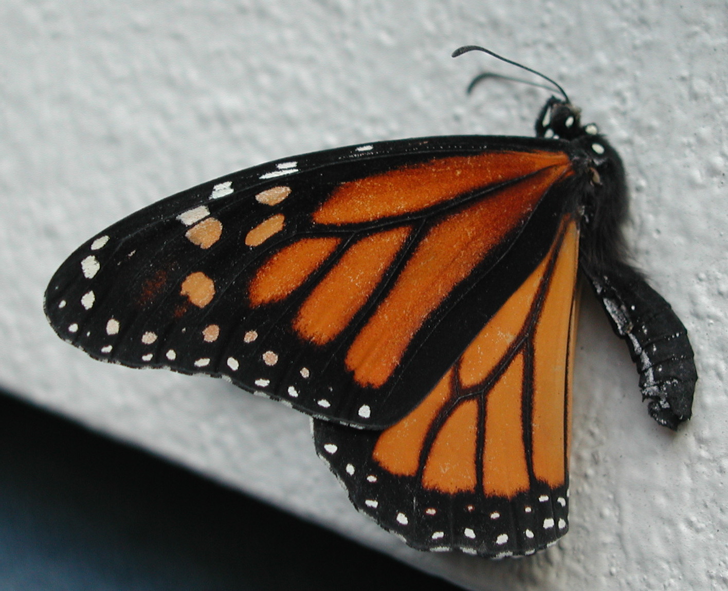 Gallery Photos of "Butterfly Side View" .