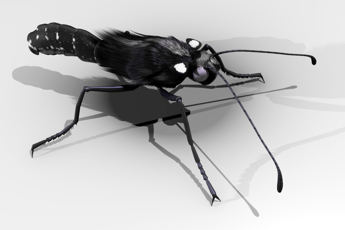 Monarch Butterfly Body, no wings, Perspective