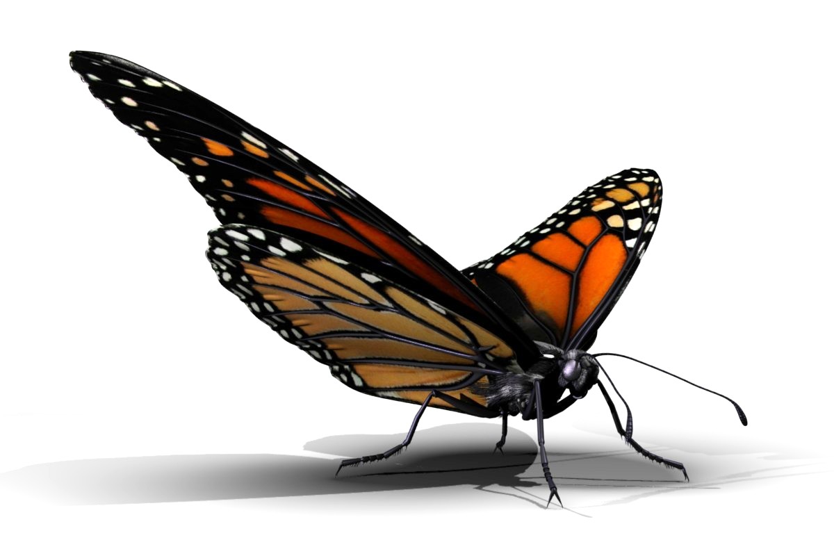 Monarch Butterfly 3D Model Render, Three Quarter Angle