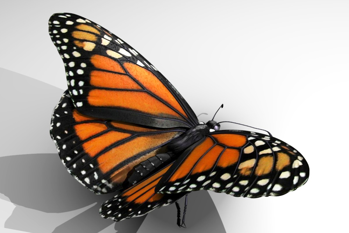 Monarch Butterfly 3D Model Render, Top